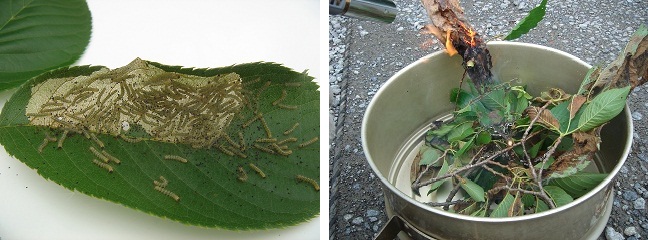 拡散前の幼虫と焼殺写真