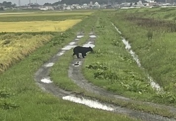 ���L��N���[���Z���^�[�t�߂Ŗڌ����ꂽ�N�}