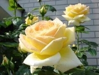 美里町の町花（ばら）
