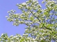 美里町の町木（はなみずき）