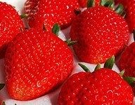 美味しさだけがとりえの南郷イチゴ